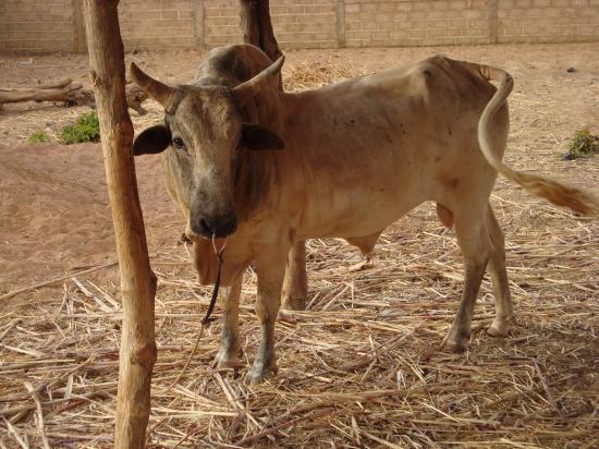 Teega Wendé : un boeuf