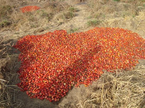 Gomponsom : sèchage de tomates